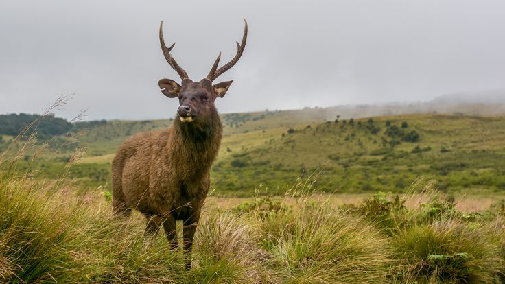 Sambar Deer at Horton Plains National Park